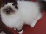 Seal mitted with blazes Profile