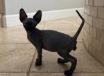 Sphynx Kittens Profile