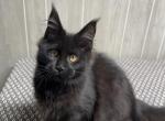 Aura Solid Black Female Profile