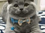 British Shorthair Blue Male BRITISHKITNKAT Profile