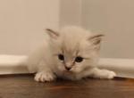 Ragdoll Mitted Male1 Profile