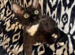 Black Tuxedo Devon Rex Profile