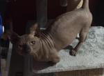 Popov Profile