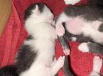 Munchkin kitties Profile