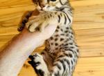 F2 sweet mix kitten Profile