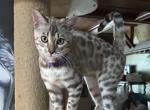 Olivine Purple Collar Profile