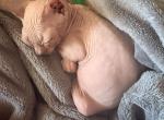 Sphynx Profile