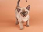 Burmese NOV Zair Profile