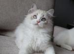 British longhair boy Profile