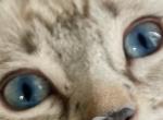 Blue Eyed Seal Lynx Bengals Profile