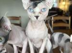 Wren Retired breeder Profile