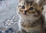 Kitty Profile