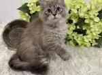 TICA Mink Ragdoll kittens Profile