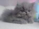 Blue Persian male Profile