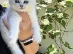British kittens new Profile