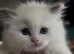 Matys spring litter Profile