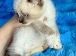 Owl Bear and kitten Profile