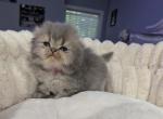 Scottish Fold Profile