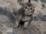 Scottish Fold Male Profile