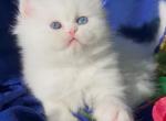 Beautiful Dollface white blue and green odd eyes Profile