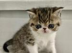 Exotic shorthair Persian Profile