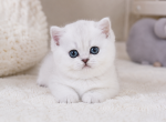 British Shorthair Kittens   Ready to go home Profile