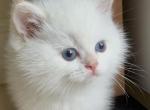 Flkitten1 3 white Profile