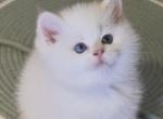 Flkitten1 3 white Profile