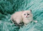Rocky male ragdoll Profile