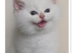 Flkitten1 3 white Profile