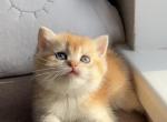 Goldie Profile
