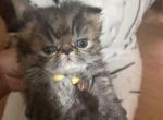 Tabby Persian Female kitten Profile