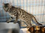 Tiny cheetah Profile