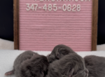 Blue's Litter Profile