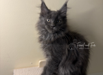Maximus Blue Maine coon Profile