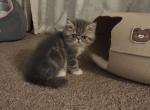 Dumpling litter Profile