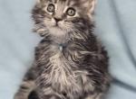 Ragdolls and Maine Coons available now Profile
