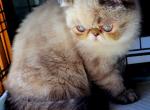 Exotic Shorthair Profile