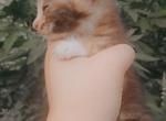 Mapel Profile