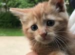 Homestead Kittens Profile