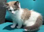 BECKETT  male seal bicolor mink cherubim ragdoll Profile