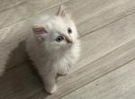 Red point mink Ragdoll kitten Profile