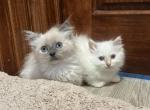 Blue tortie point mink female Ragdoll kitten Profile