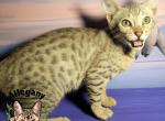 Silver Savannah F6 Male Appa Profile