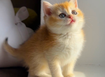 Cutie female Profile