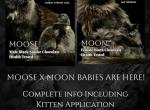 Mountain Ragdolls Profile
