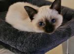 Siamese seal point cff registered Profile