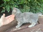 Grey girl  American bobtail kitten Profile
