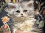 Amelia Selkirk Rex Persian Litter FF Profile