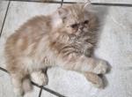 Violet's Male kitten Profile